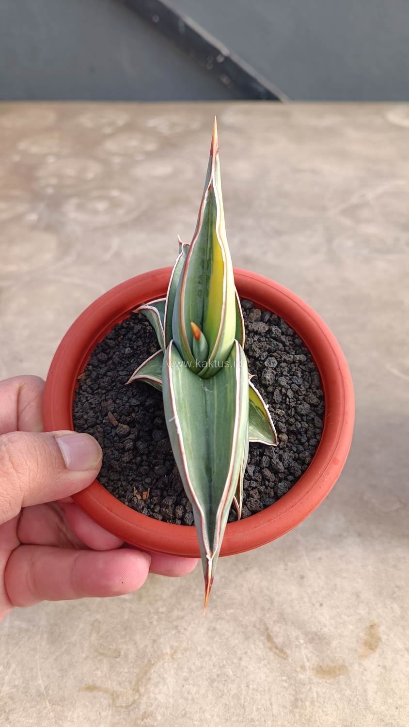 1032. Sansevieria Rorida Variegated - Image 13