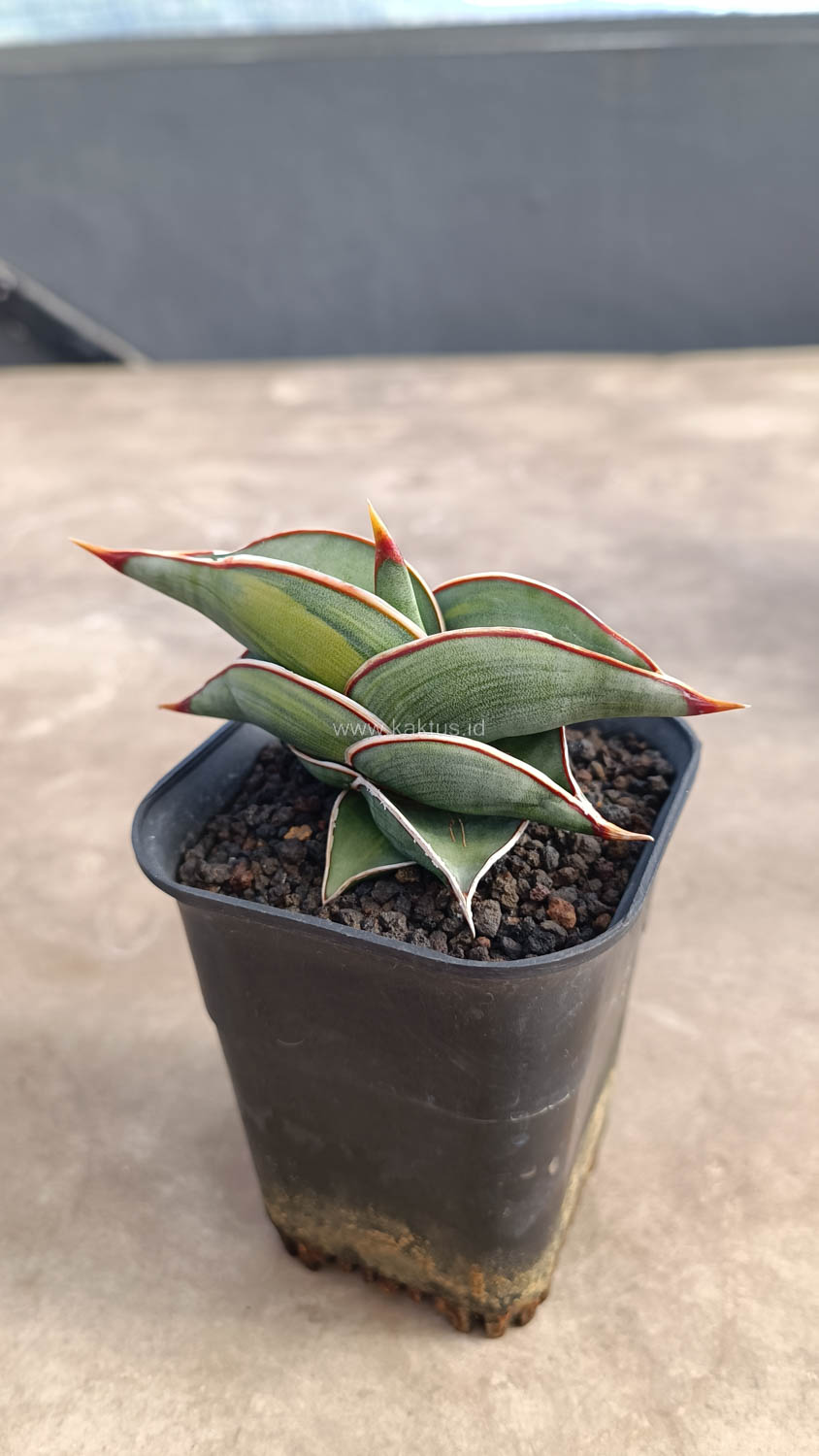 1032. Sansevieria Rorida Variegated - Image 12