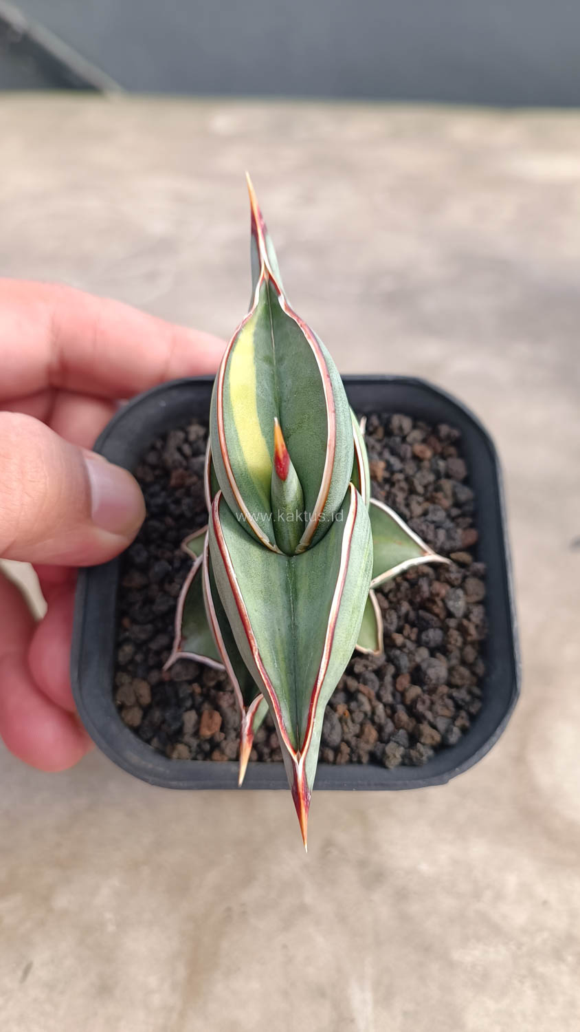 1032. Sansevieria Rorida Variegated - Image 11