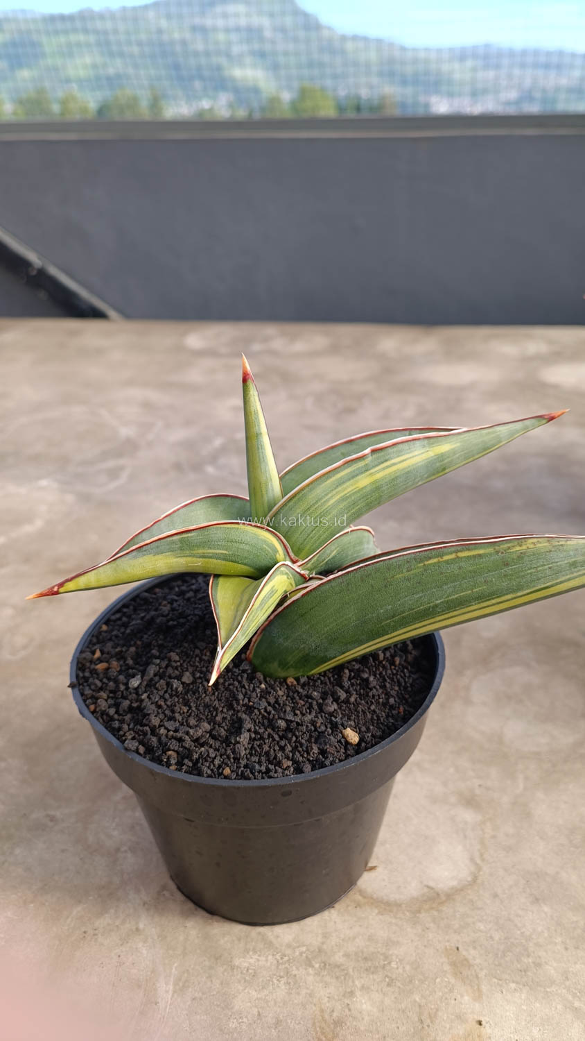 1032. Sansevieria Rorida Variegated - Image 10