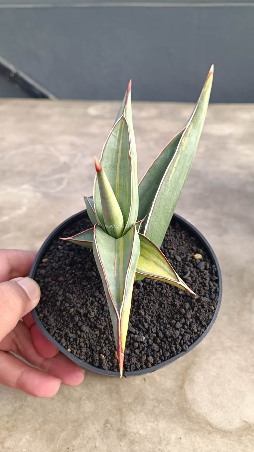 1032. Sansevieria Rorida Variegated - Image 9