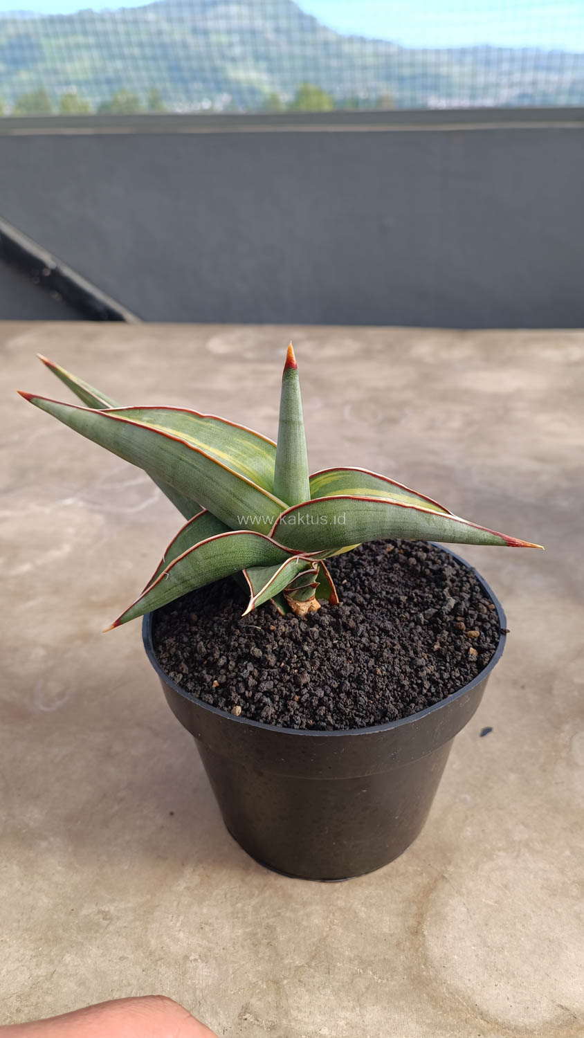 1032. Sansevieria Rorida Variegated - Image 8