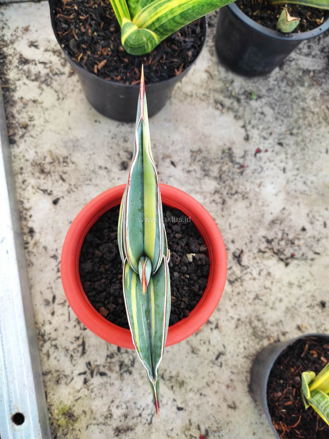 1032. Sansevieria Rorida Variegated - Image 5