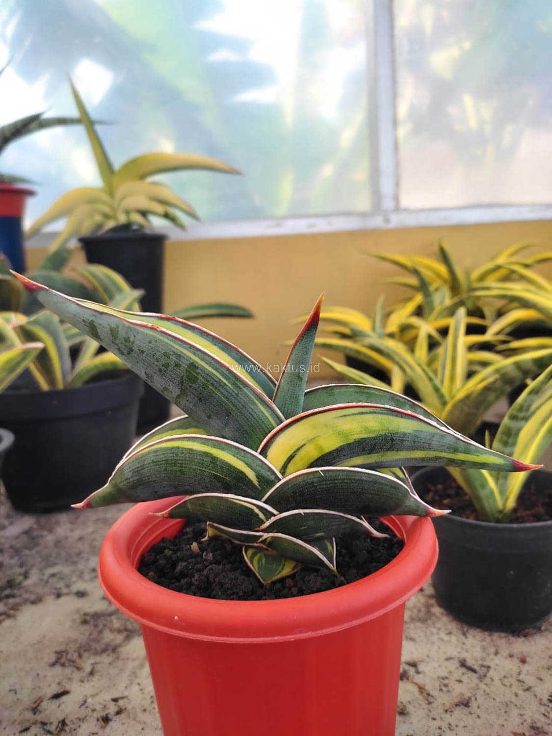 1032. Sansevieria Rorida Variegated - Image 6