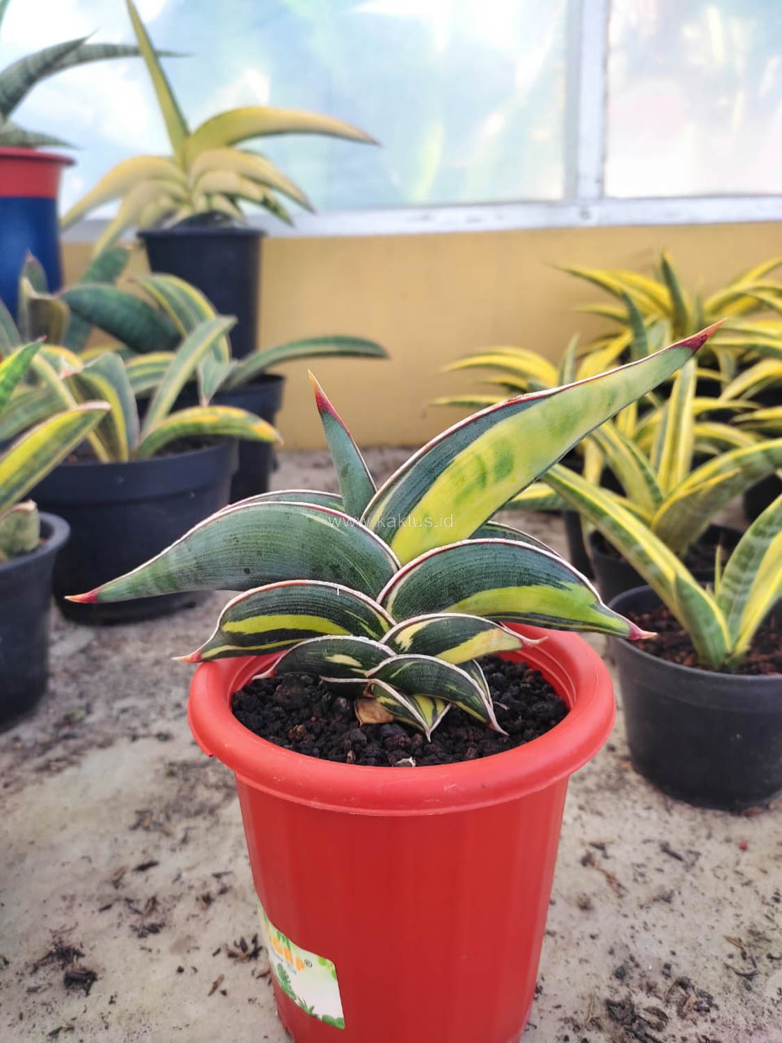 1032. Sansevieria Rorida Variegated - Image 3