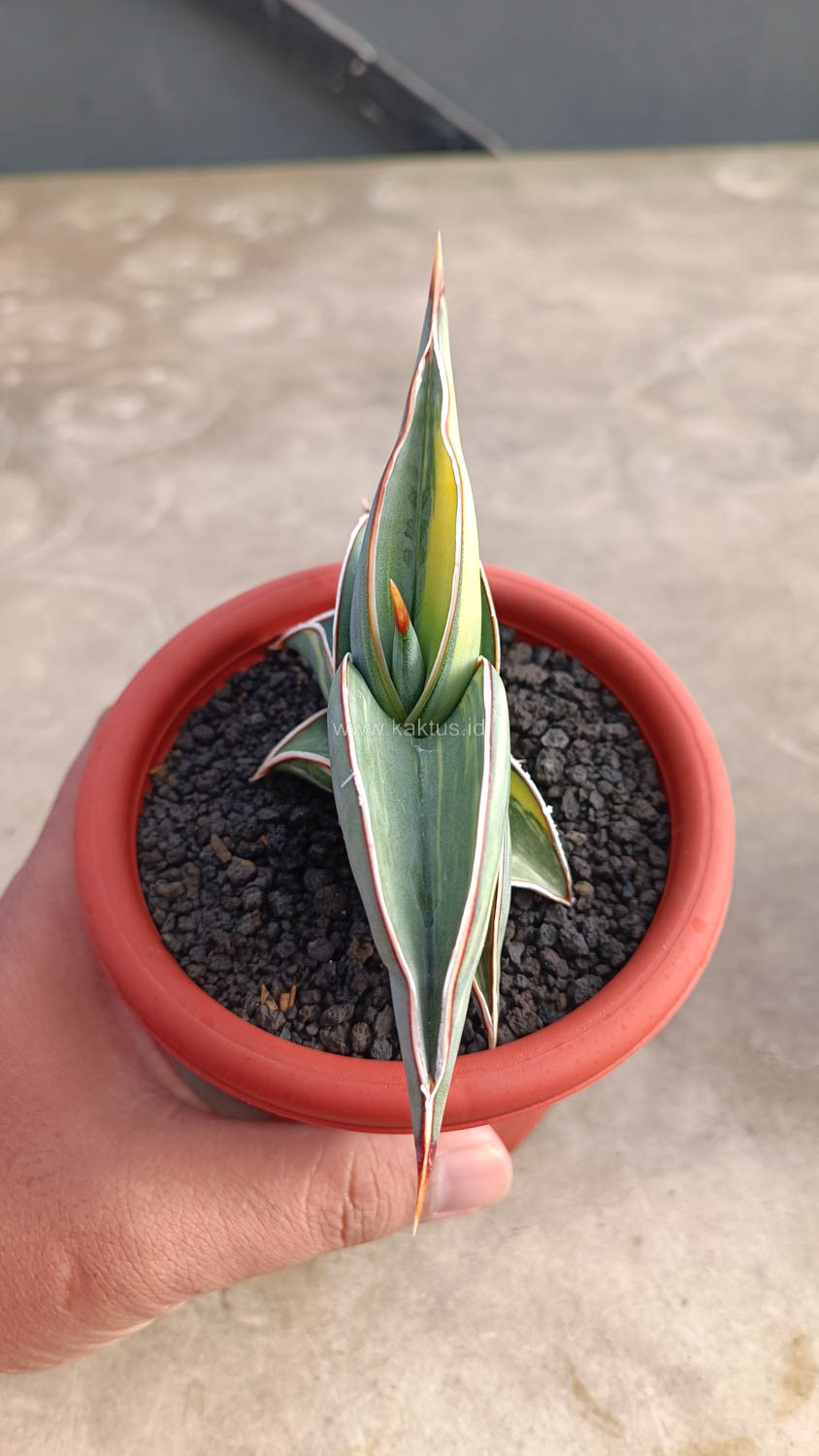 1032. Sansevieria Rorida Variegated - Image 20