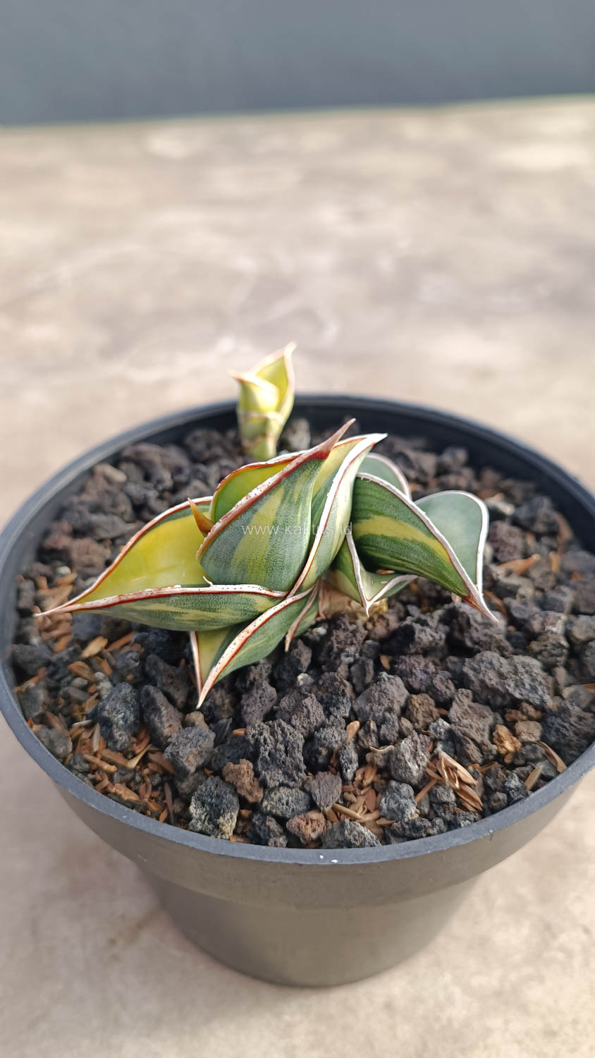 1032. Sansevieria Rorida Variegated - Image 19