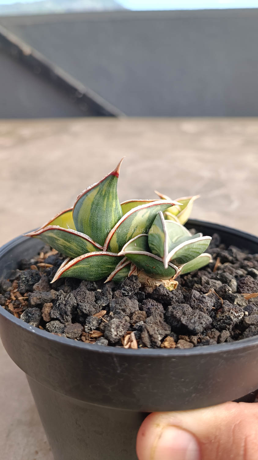 1032. Sansevieria Rorida Variegated - Image 18