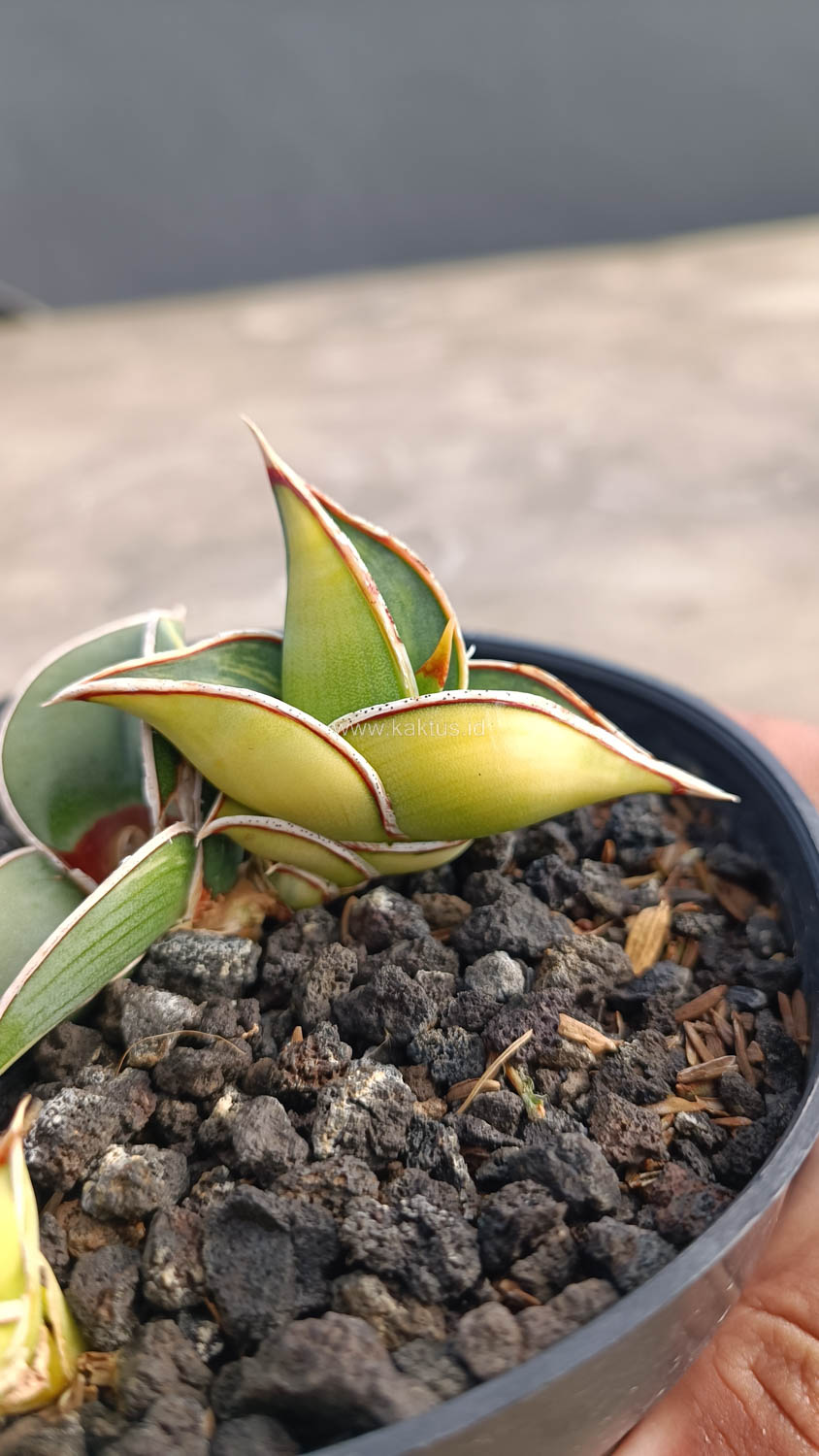 1032. Sansevieria Rorida Variegated - Image 17