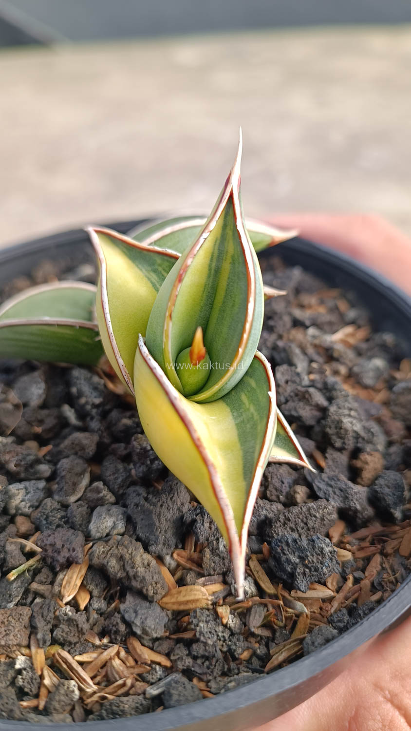 1032. Sansevieria Rorida Variegated - Image 16