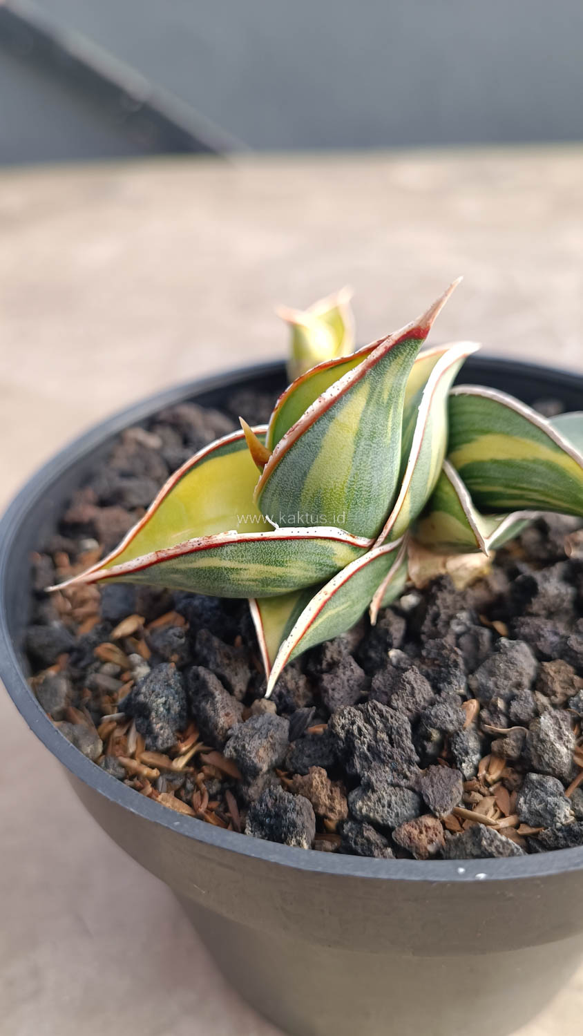 1032. Sansevieria Rorida Variegated - Image 15
