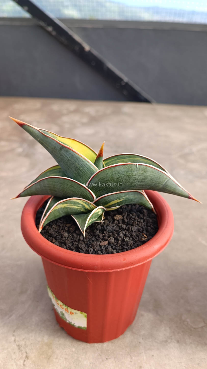 1032. Sansevieria Rorida Variegated - Image 7