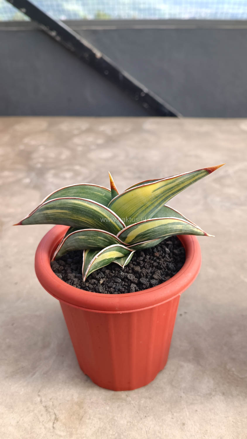 1032. Sansevieria Rorida Variegated - Image 14