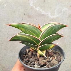 Alternative view of 1032. Sansevieria Rorida Variegated