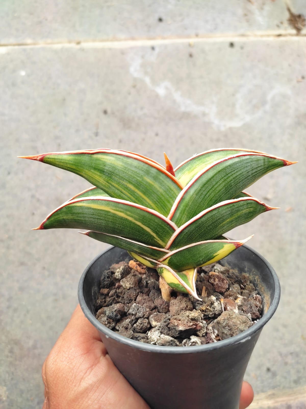 1032. Sansevieria Rorida Variegated - Image 2