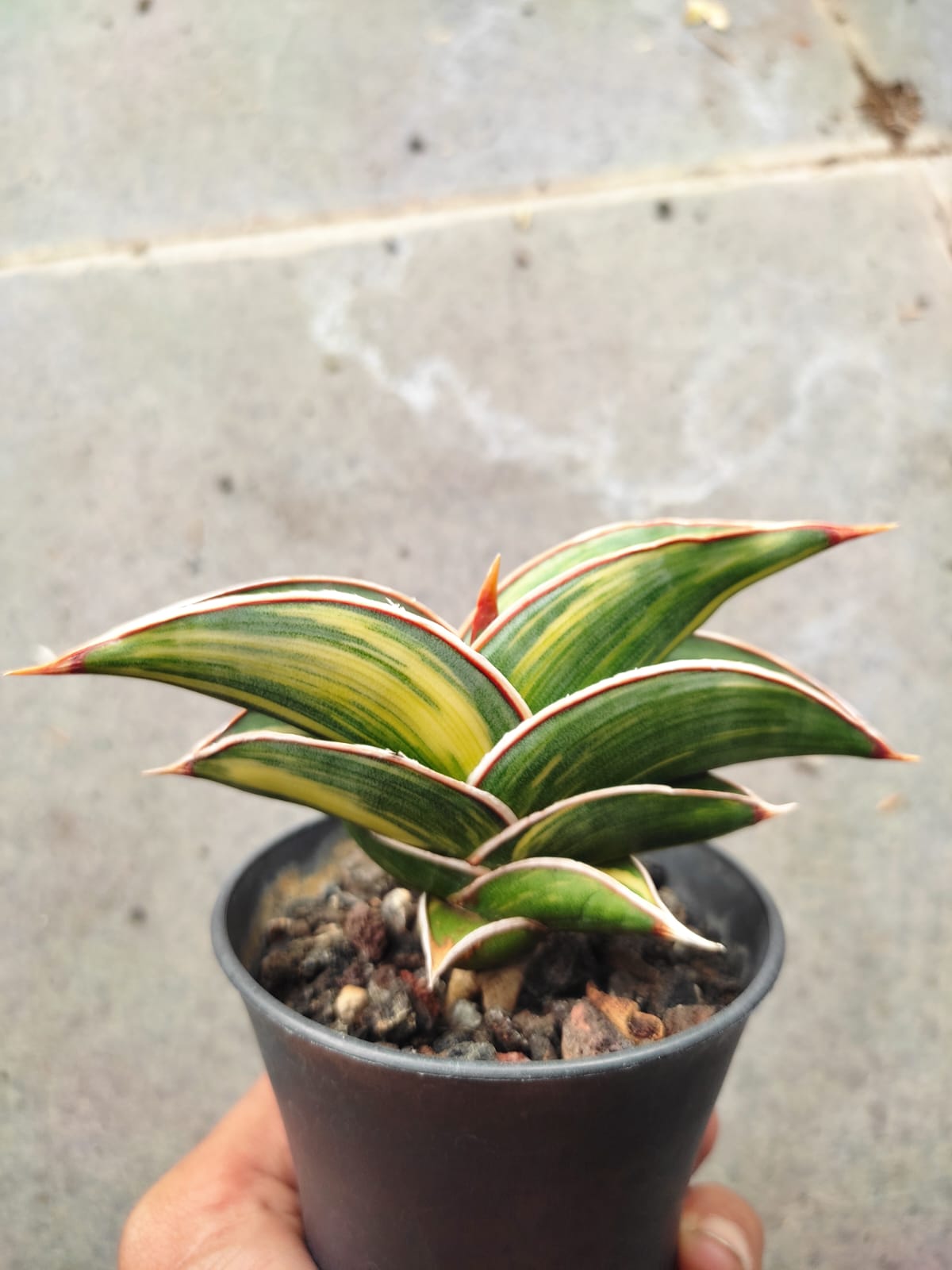 1032. Sansevieria Rorida Variegated - Image 4