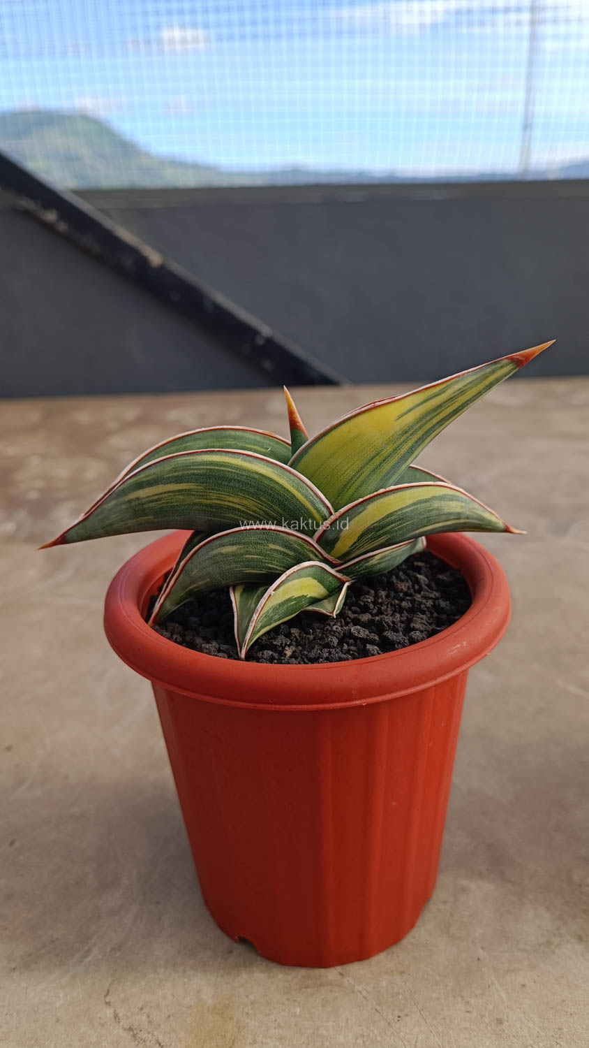 1032. Sansevieria Rorida Variegated - Image 21