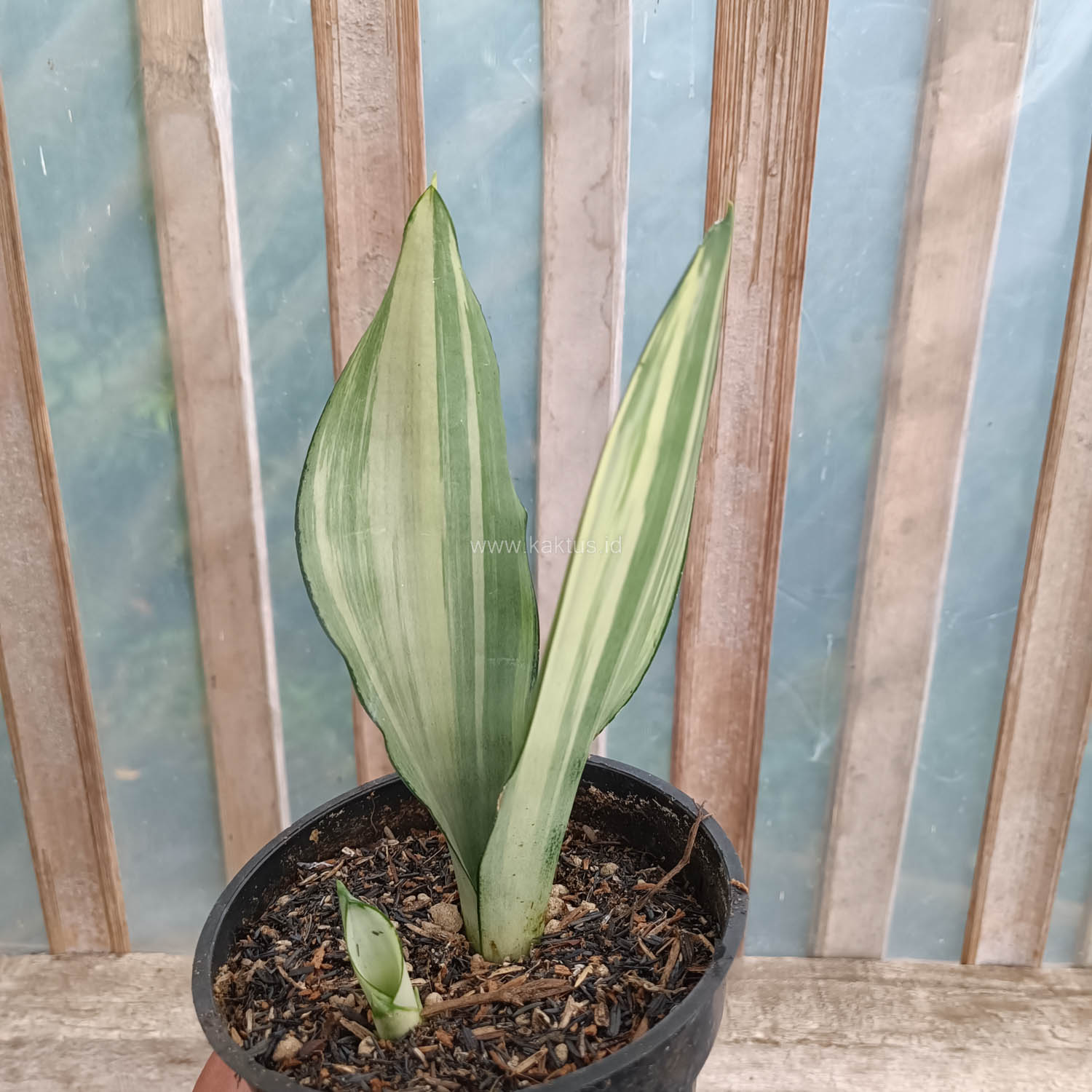 1033. Sansevieria Moonshine Variegated - Image 11