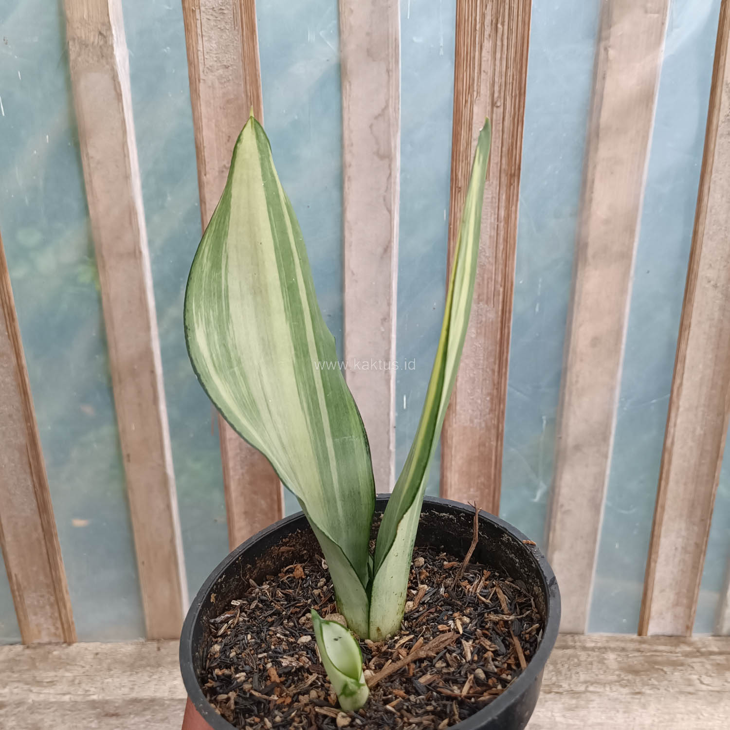 1033. Sansevieria Moonshine Variegated - Image 4