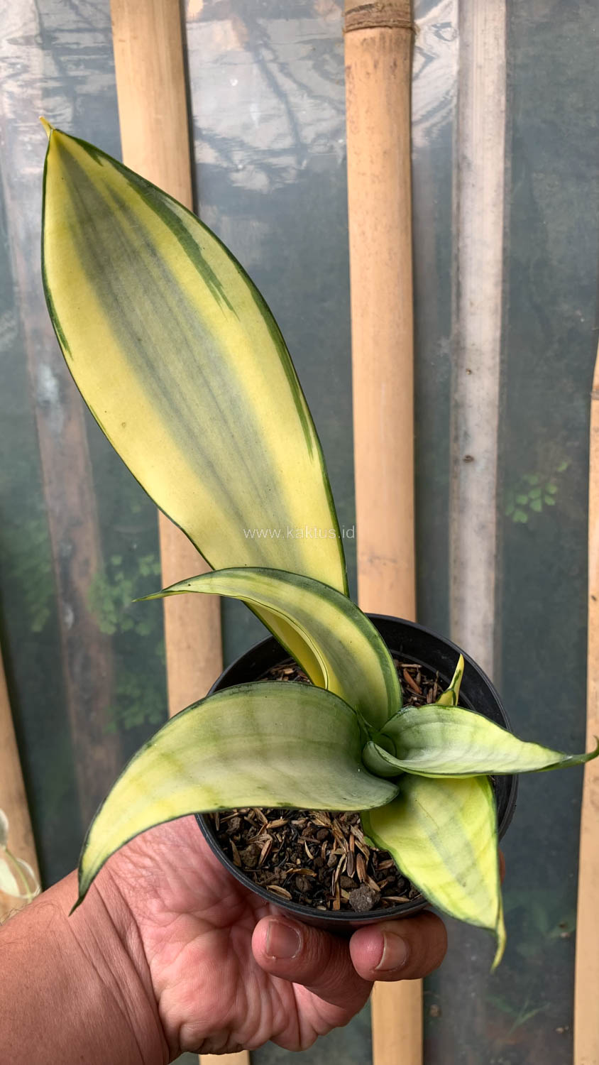1033. Sansevieria Moonshine Variegated - Image 5