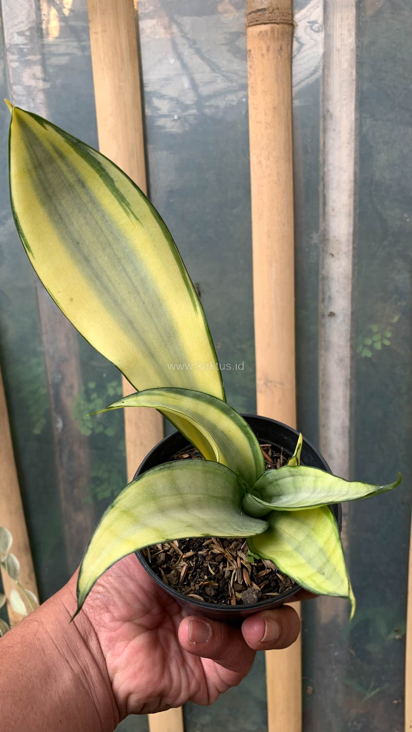 1033. Sansevieria Moonshine Variegated - Image 7