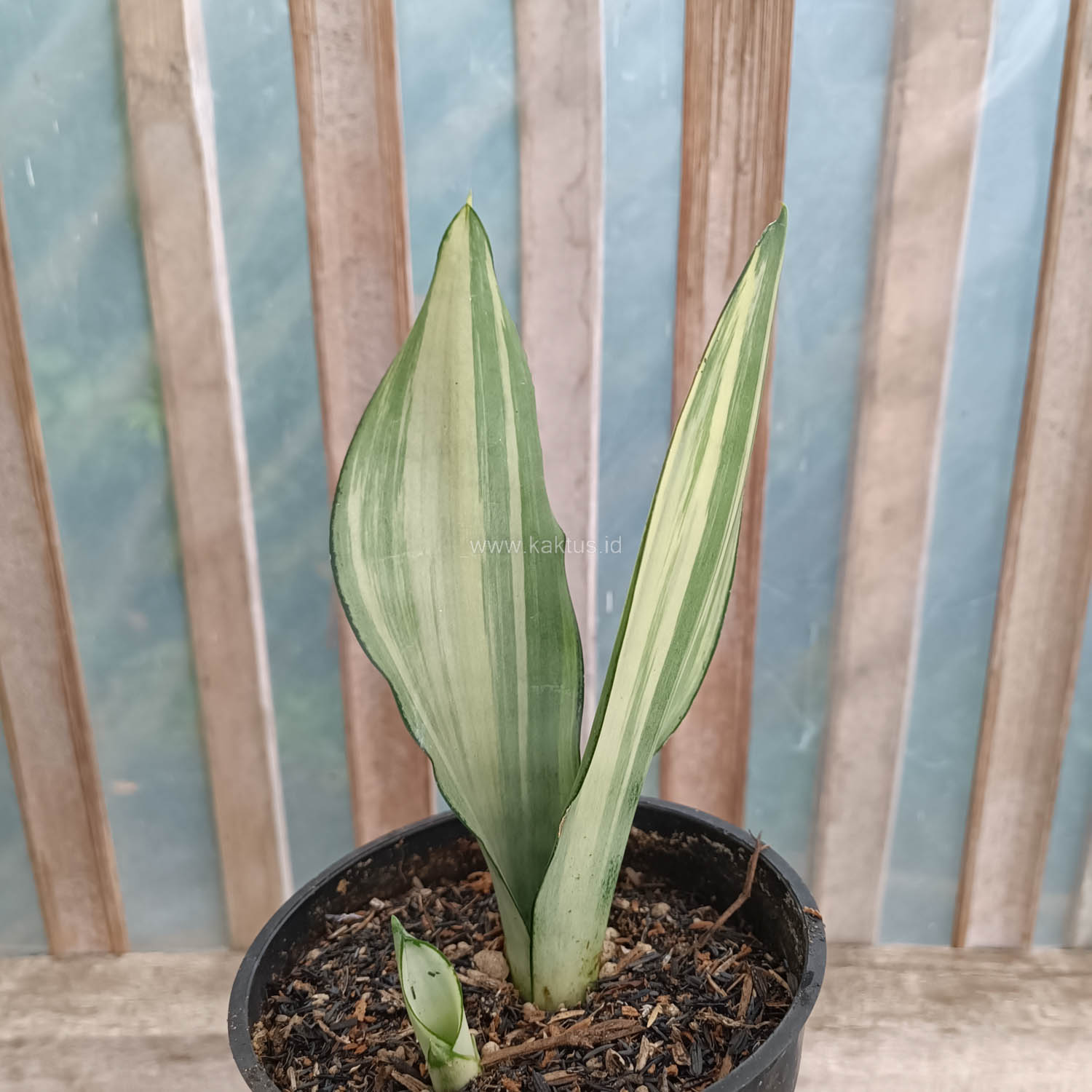 1033. Sansevieria Moonshine Variegated - Image 9