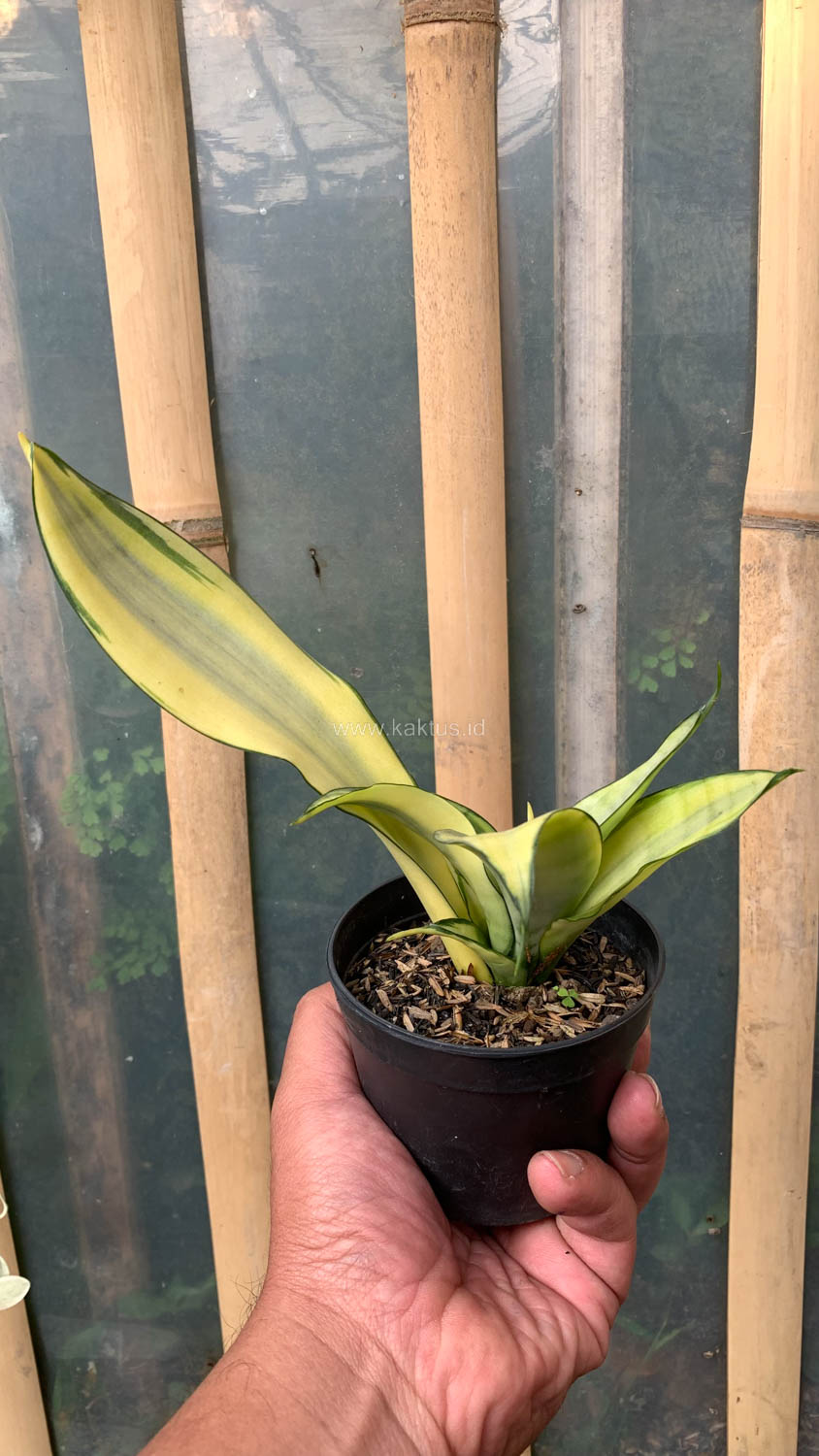 1033. Sansevieria Moonshine Variegated - Image 3