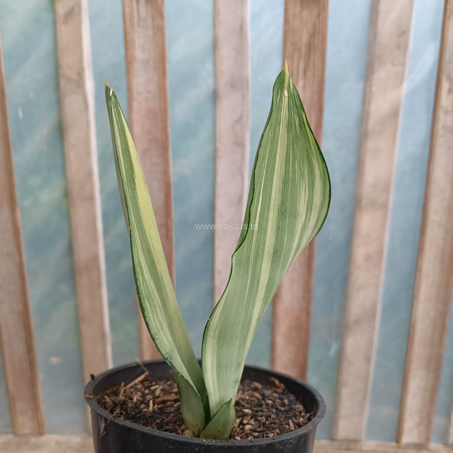 1033. Sansevieria Moonshine Variegated - Image 8