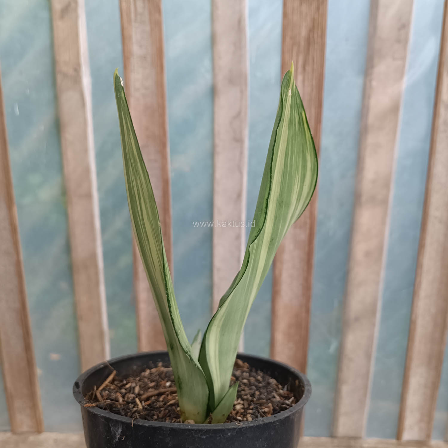 1033. Sansevieria Moonshine Variegated - Image 6