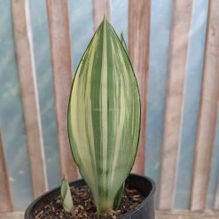Alternative view of 1033. Sansevieria Moonshine Variegated