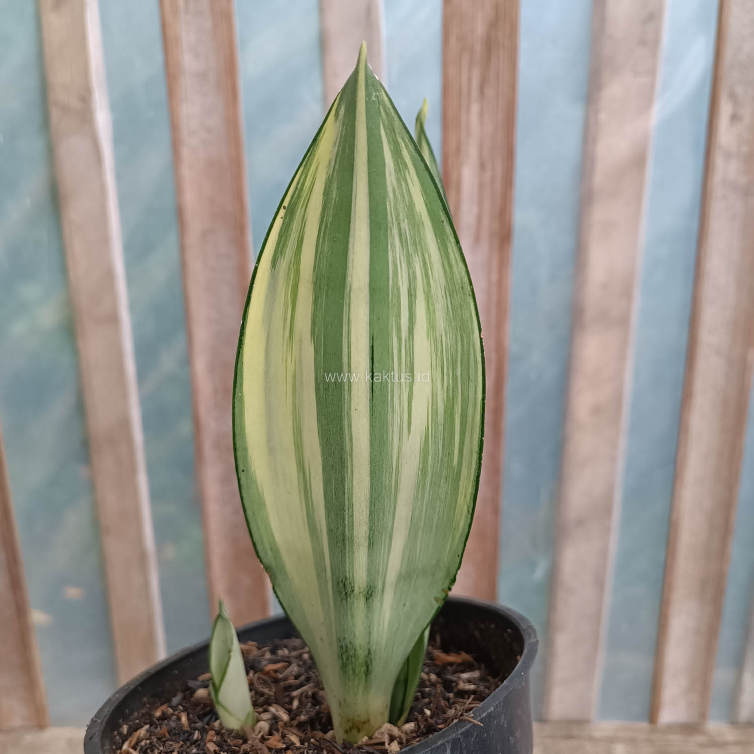 1033. Sansevieria Moonshine Variegated - Image 2