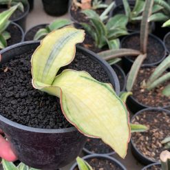 Alternative view of 1035. Sansevieria Silver Blue Aurea Variegated