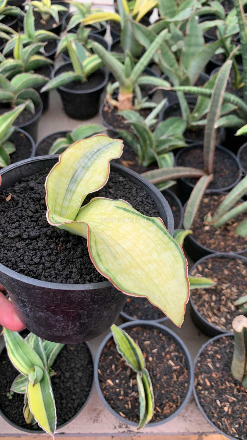 1035. Sansevieria Silver Blue Aurea Variegated - Image 2