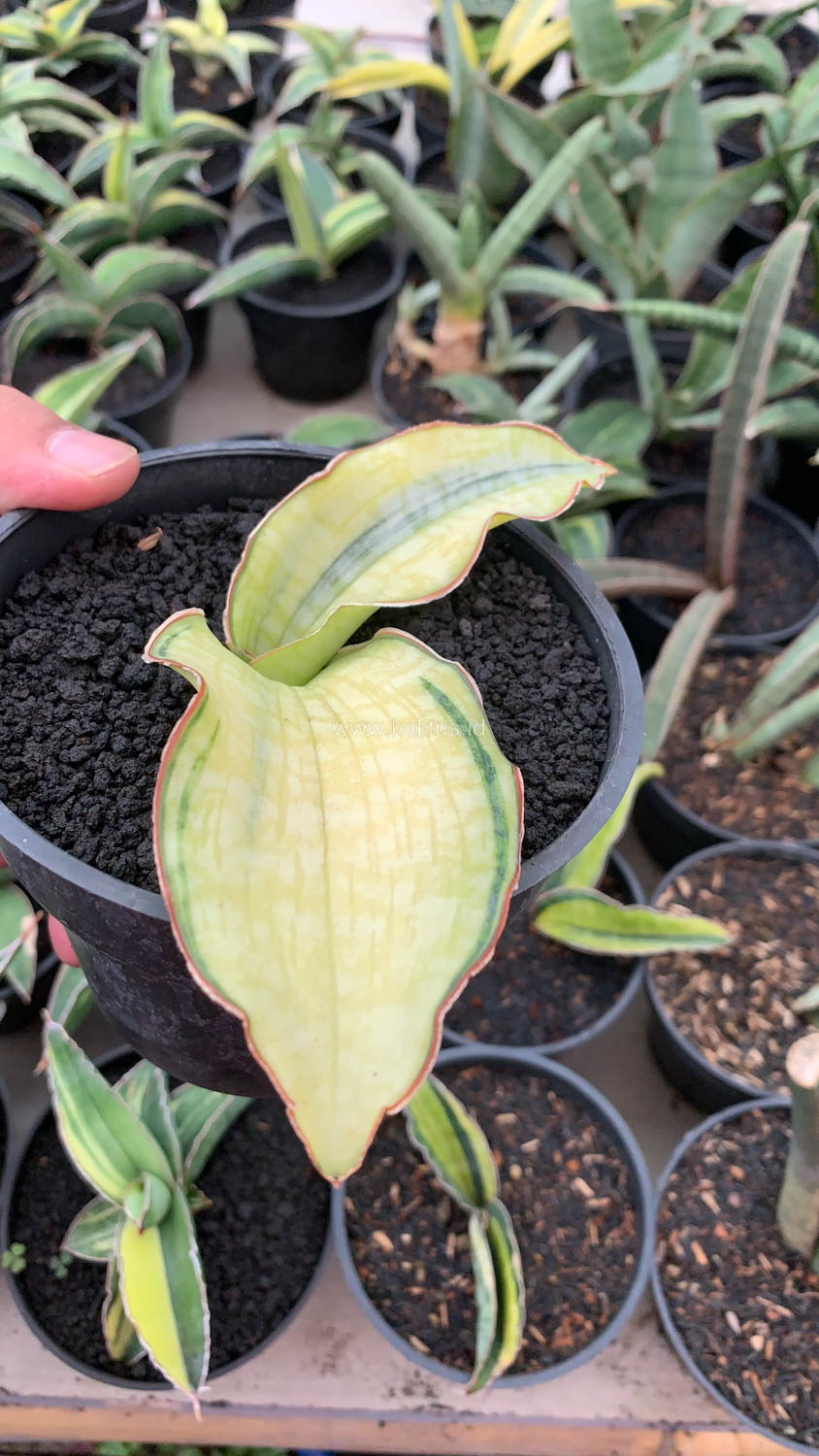1035. Sansevieria Silver Blue Aurea Variegated - Image 3