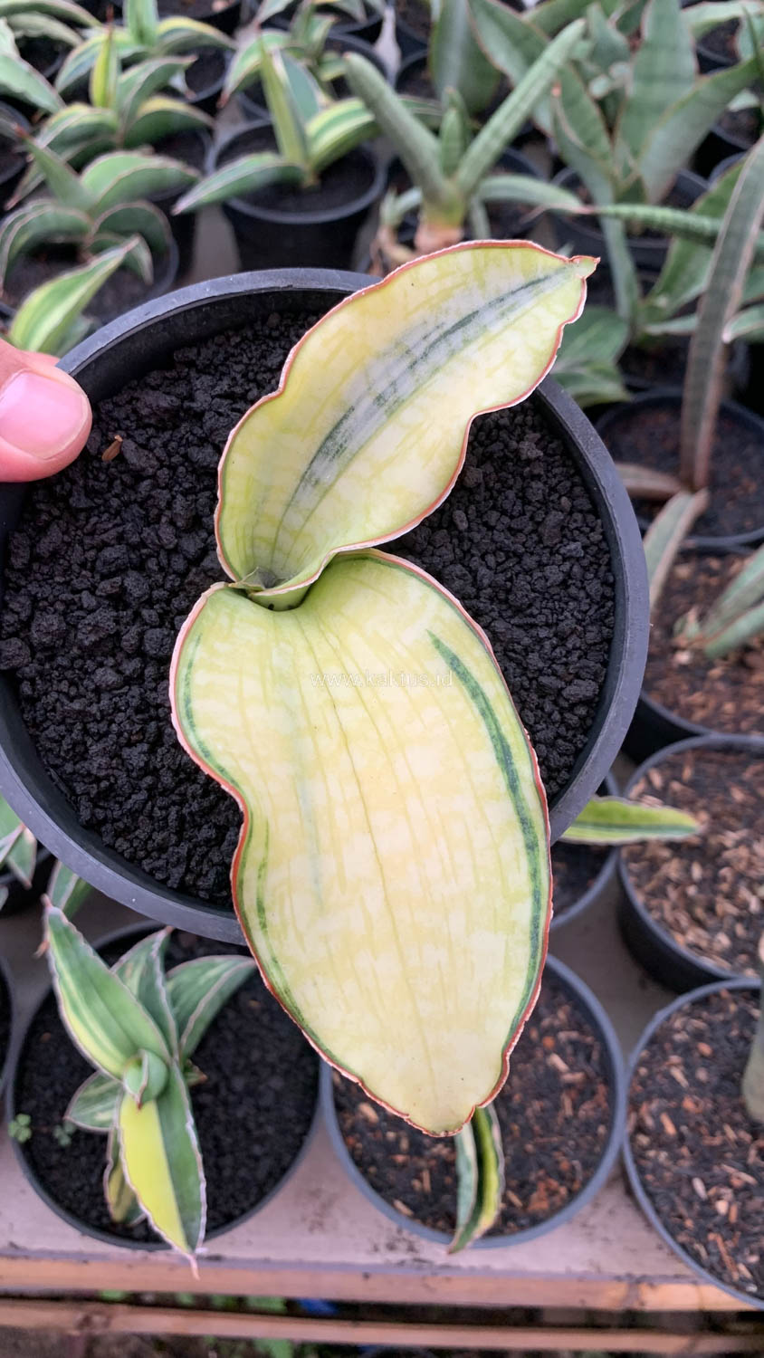 1035. Sansevieria Silver Blue Aurea Variegated - Image 4