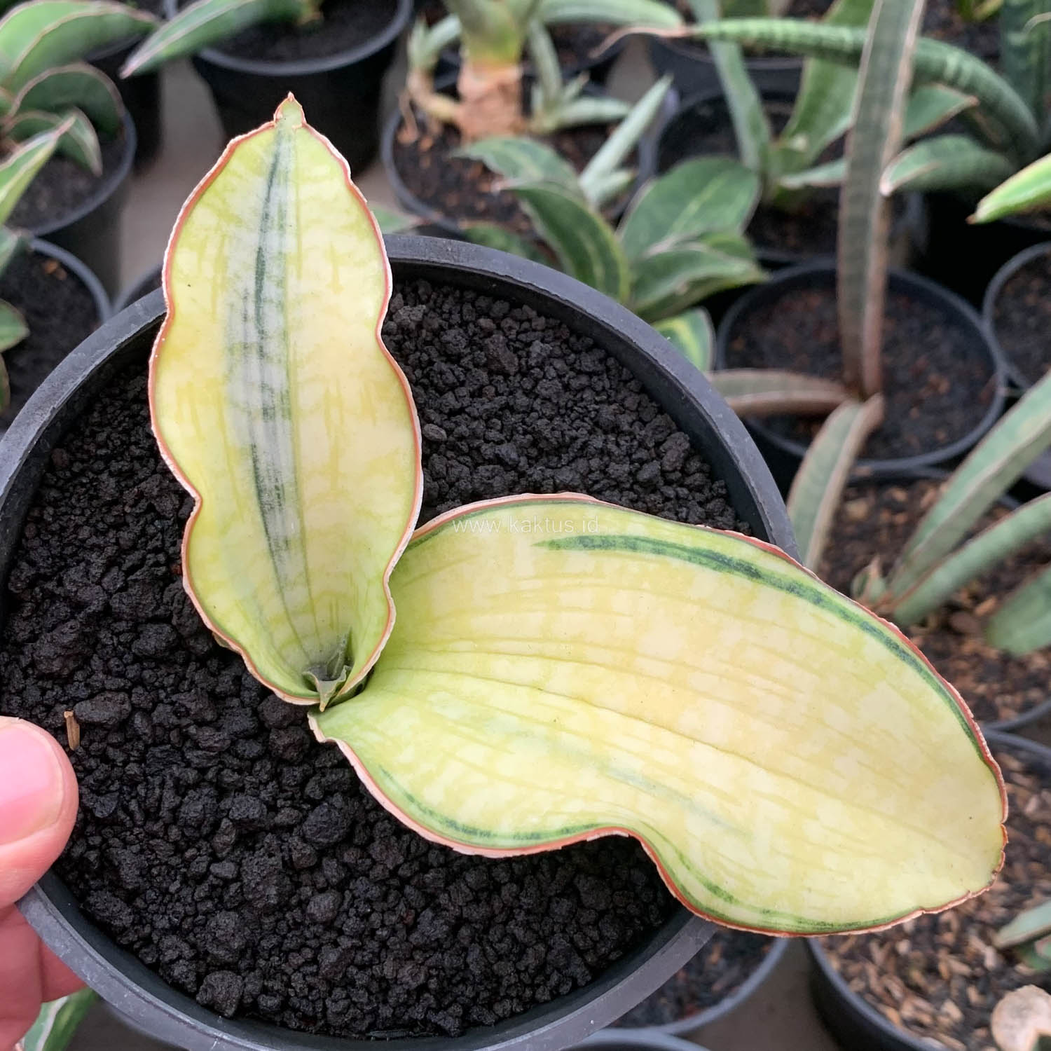 1035. Sansevieria Silver Blue Aurea Variegated - Image 5