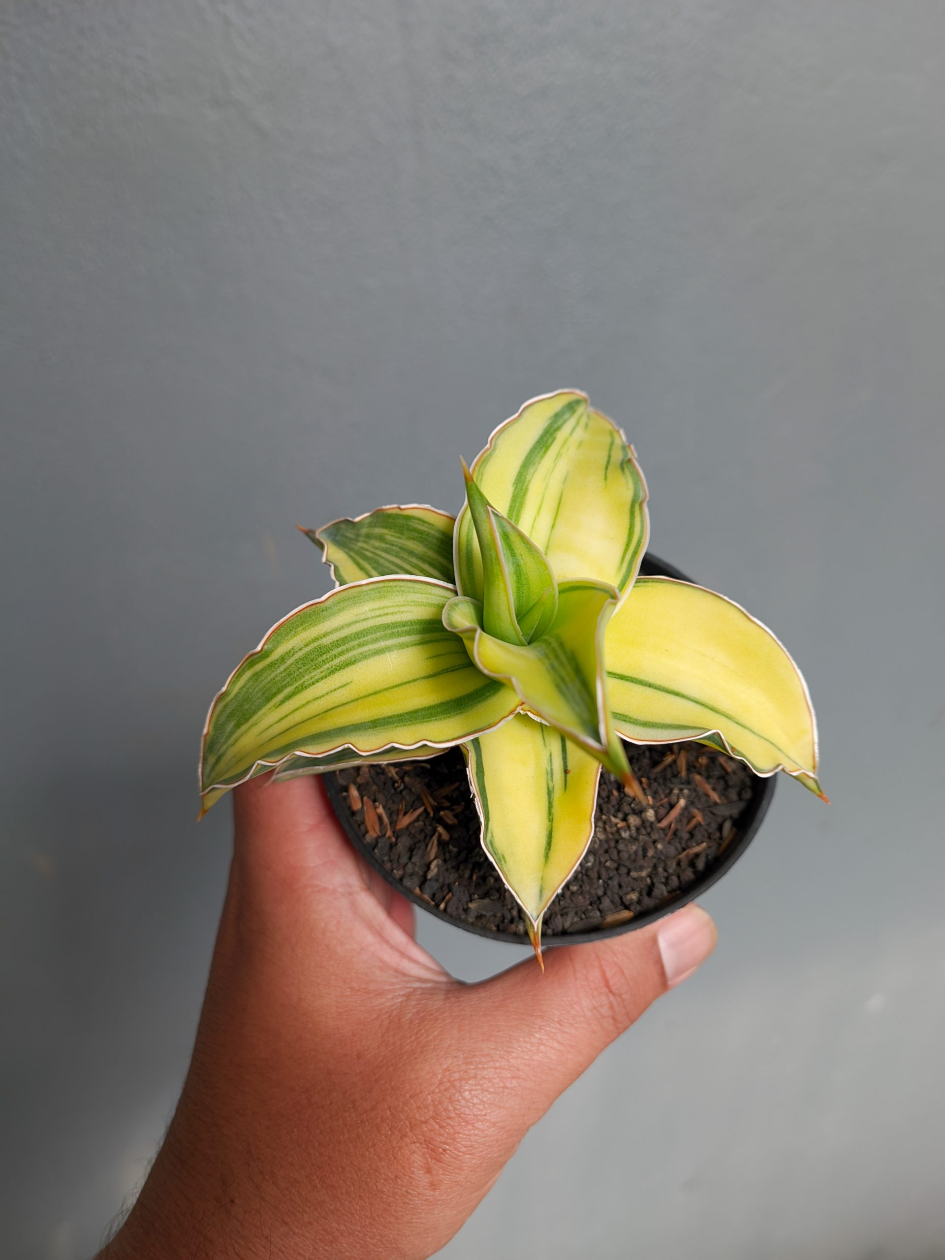 1036. Sansevieria Kimayo Aurea Variegated - Image 8