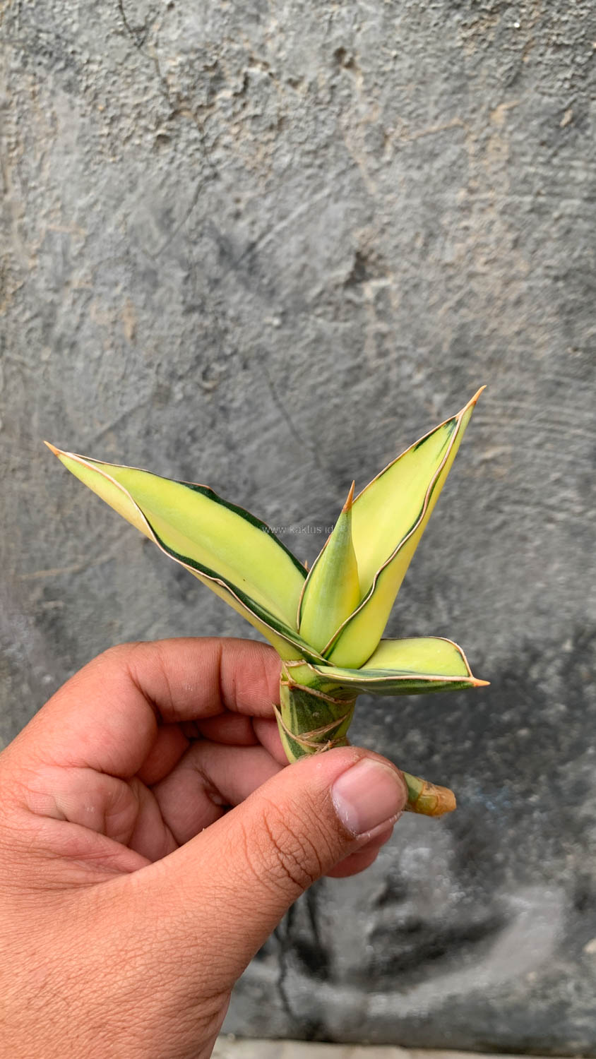 1036. Sansevieria Kimayo Aurea Variegated - Image 10
