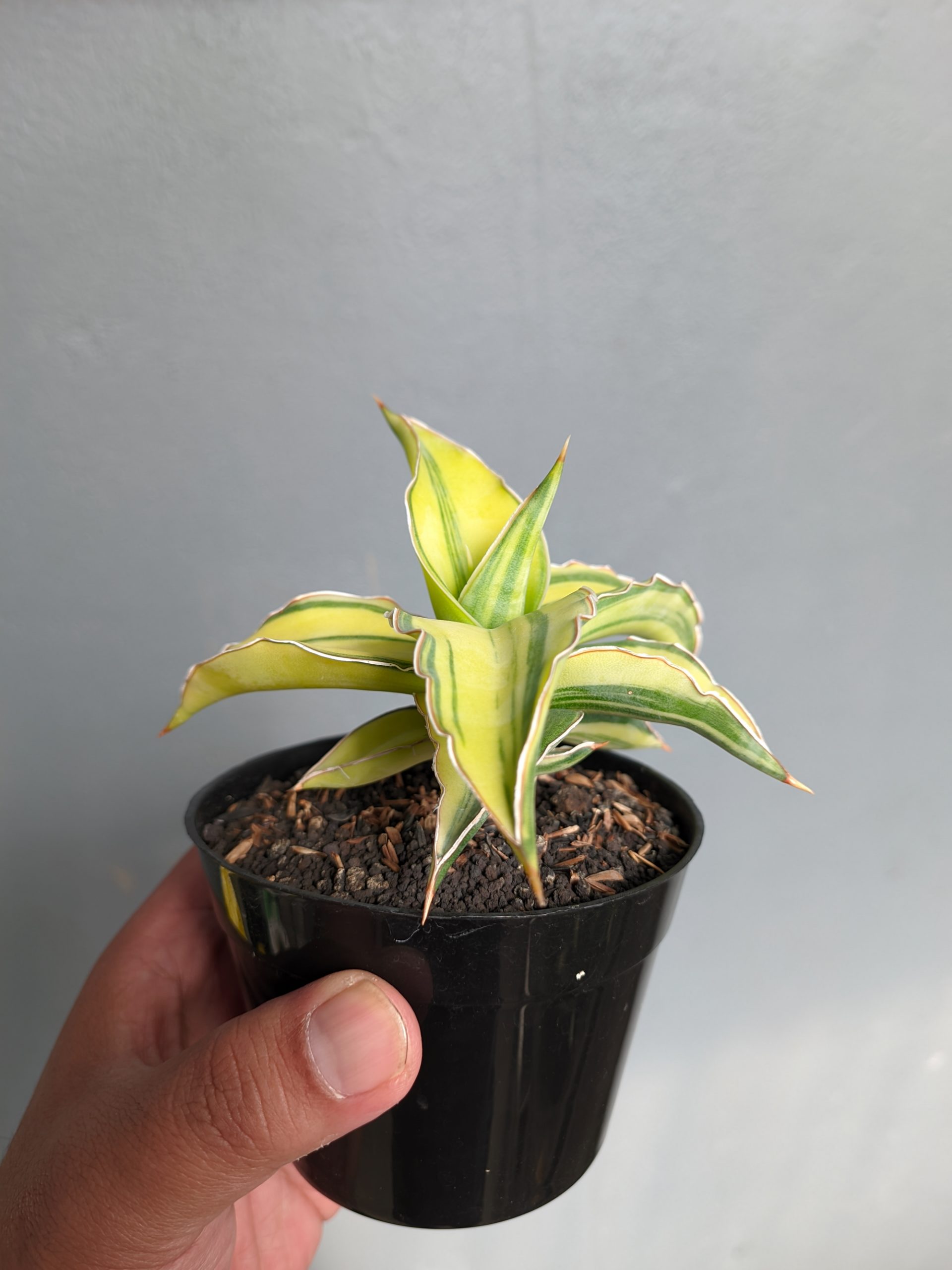 1036. Sansevieria Kimayo Aurea Variegated - Image 12