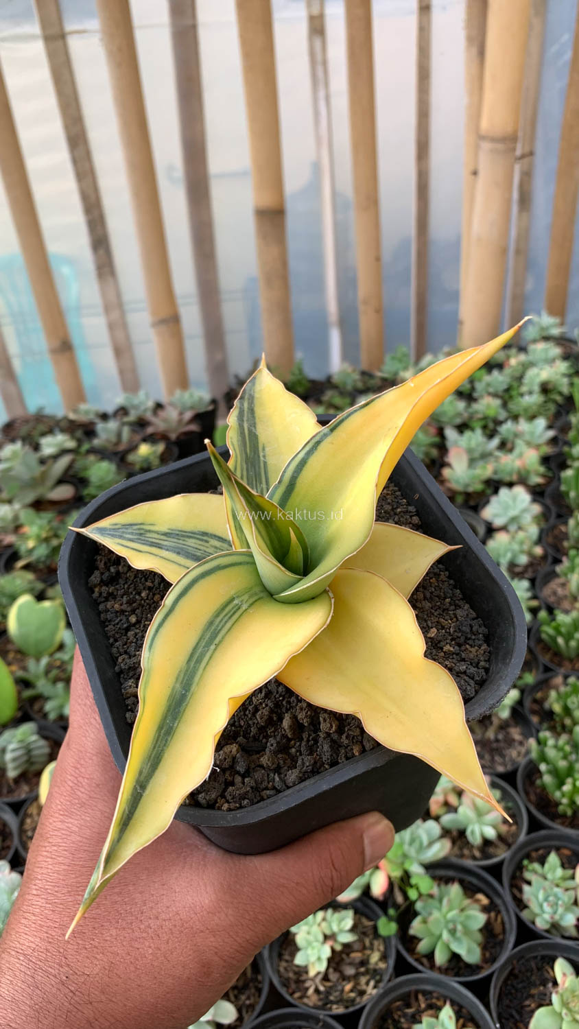 1036. Sansevieria Kimayo Aurea Variegated - Image 5