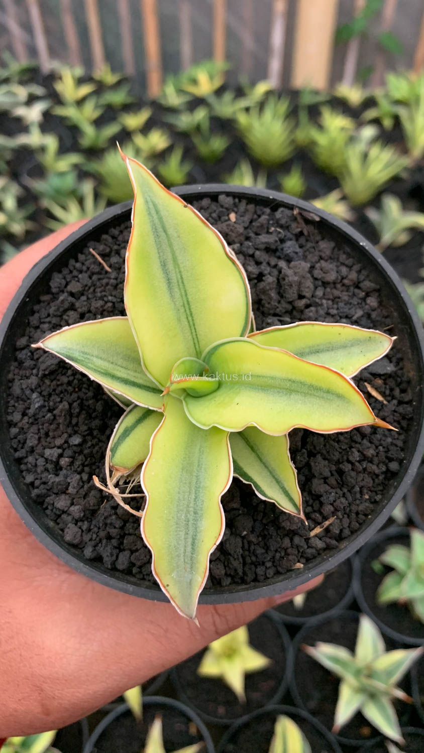 1036. Sansevieria Kimayo Aurea Variegated - Image 9