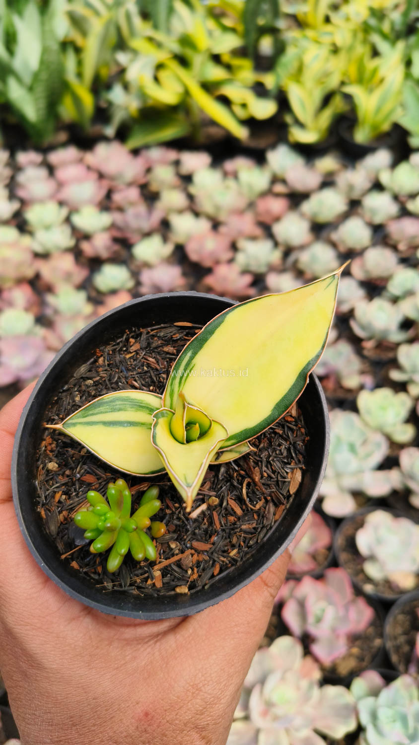 1036. Sansevieria Kimayo Aurea Variegated - Image 3