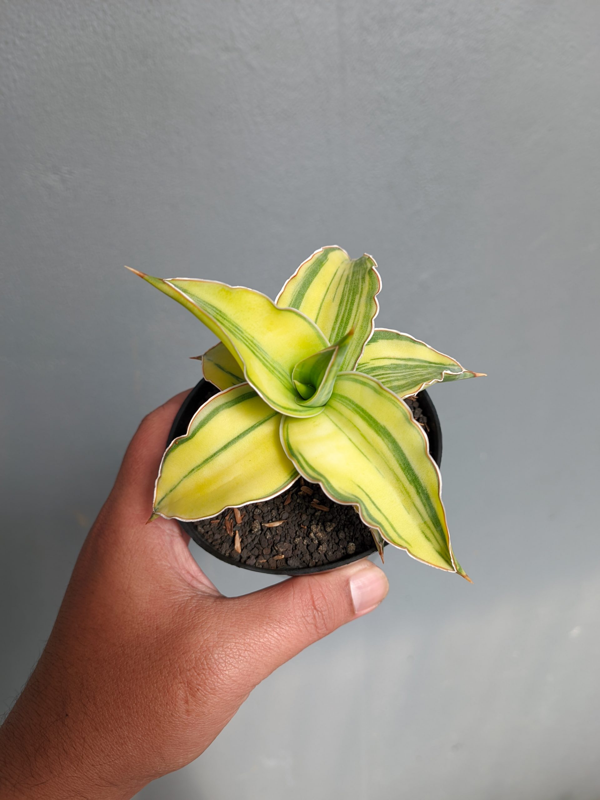 1036. Sansevieria Kimayo Aurea Variegated - Image 6