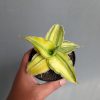 1036. Sansevieria Kimayo Aurea Variegated
