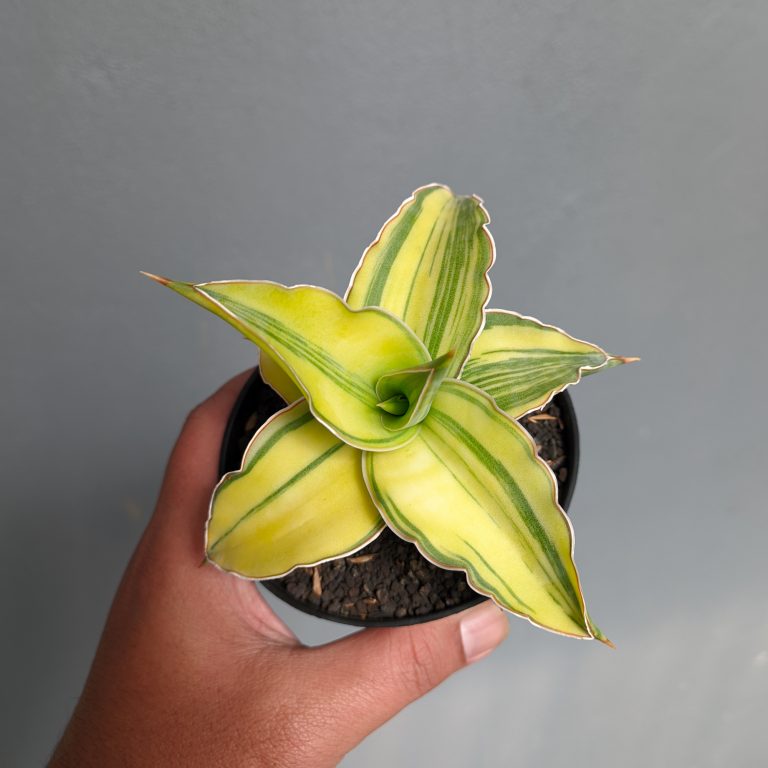 1036. Sansevieria Kimayo Aurea Variegated