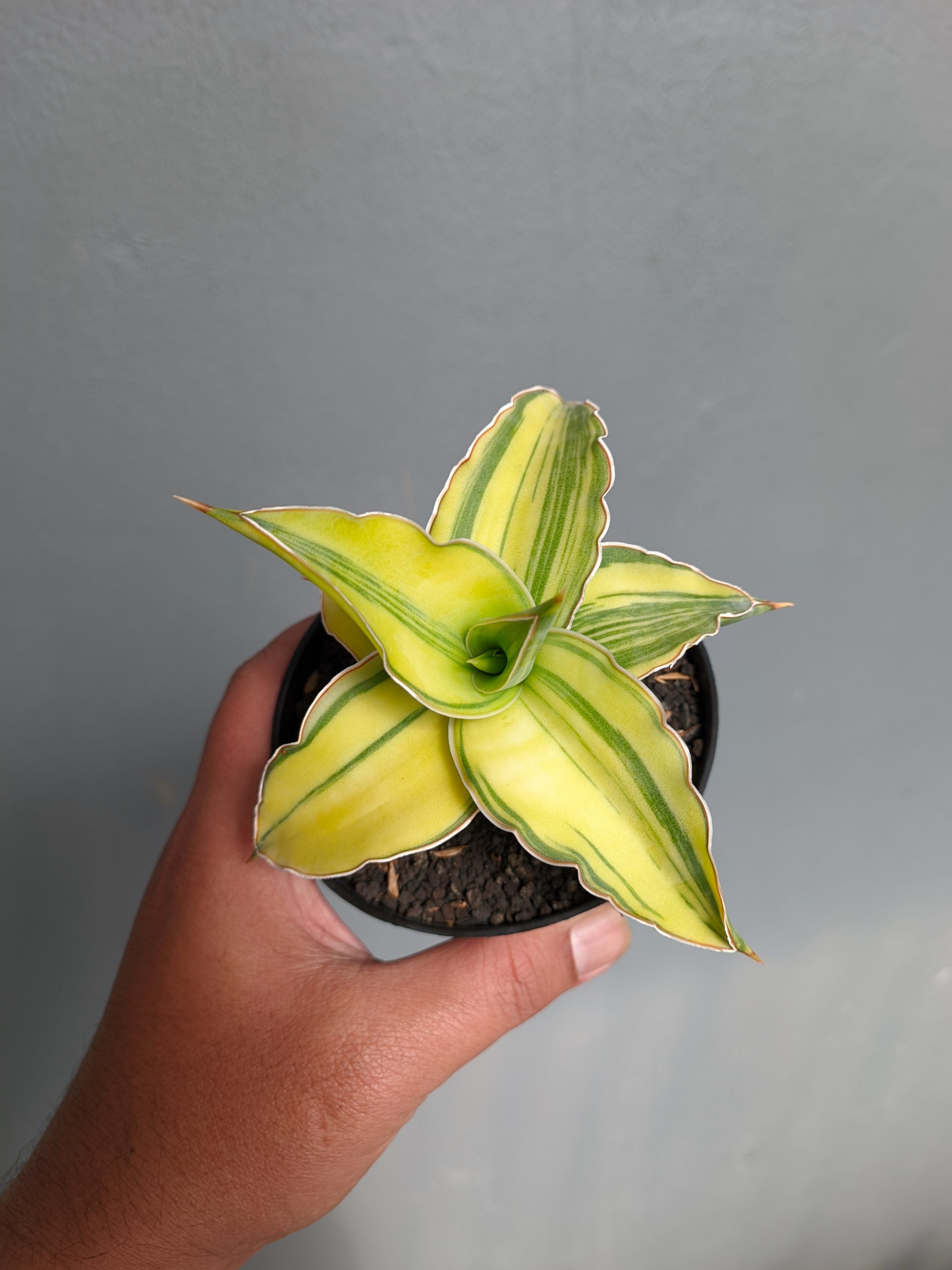 1036. Sansevieria Kimayo Aurea Variegated - Image 4