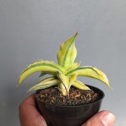 Alternative view of 1036. Sansevieria Kimayo Aurea Variegated