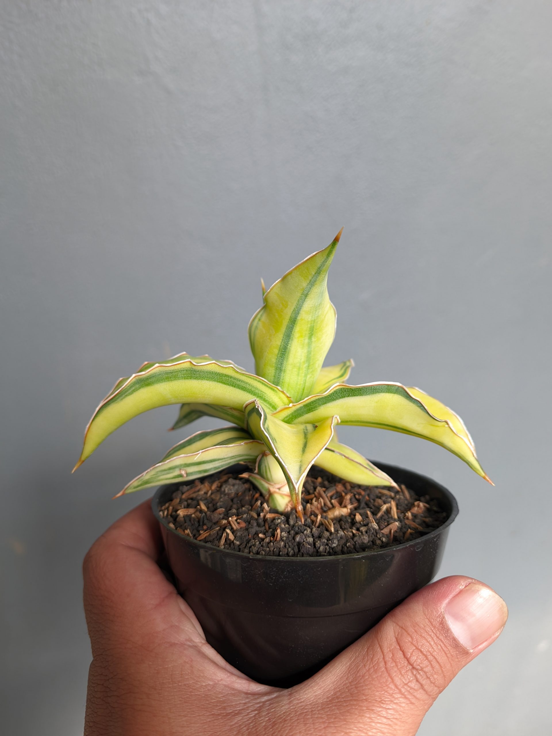 1036. Sansevieria Kimayo Aurea Variegated - Image 2