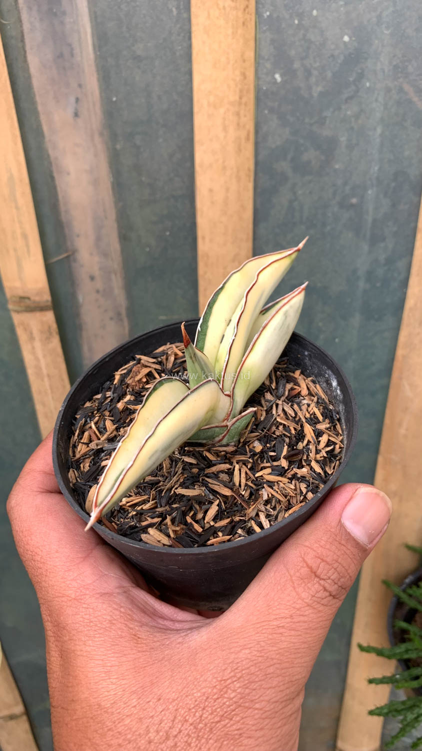 1037. Sansevieria Robusta Dwarf White Variegated - Image 4