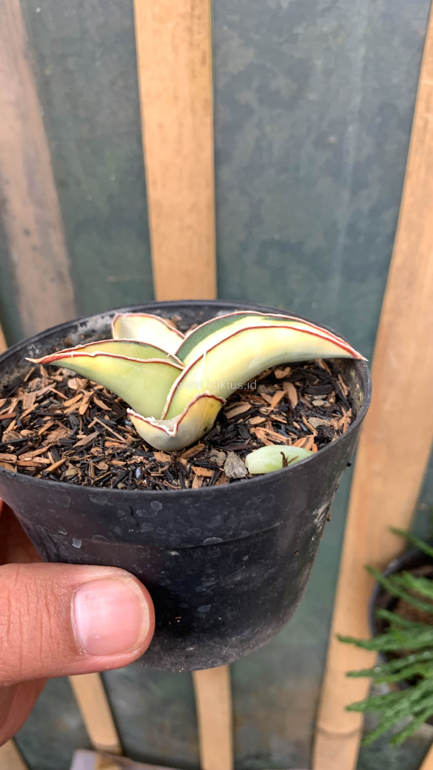 1037. Sansevieria Robusta Dwarf White Variegated - Image 5